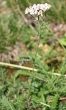 Habitusfoto Achillea millefolium