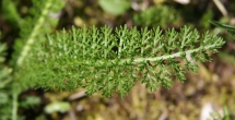 Blätterfoto Achillea millefolium