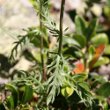 Blätterfoto Achillea erba-rotta ssp. moschata