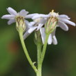Blütenfoto Achillea erba-rotta ssp. moschata