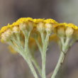 Blütenfoto Achillea tomentosa