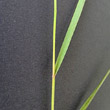 Blätterfoto Achnatherum calamagrostis