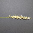 Habitusfoto Achnatherum calamagrostis