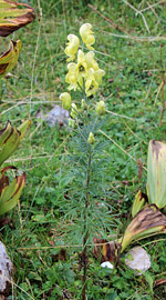 Habitusfoto Aconitum anthora