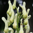 Blütenfoto Aconitum lycoctonum ssp. vulparia