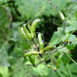 Fruchtfoto Aconitum variegatum subsp. paniculatum