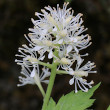 Blütenfoto Actaea spicata