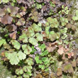 Blätterfoto Adiantum capillus-veneris