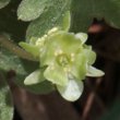 Blütenfoto Adoxa moschatellina