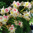 Blütenfoto Aesculus hippocastanum