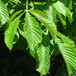 Blätterfoto Aesculus hippocastanum