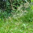 Portraitfoto Agrostis capillaris