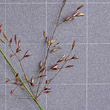 Blütenfoto Agrostis capillaris