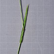 Foto von Besonderheit Agrostis capillaris