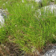 Portraitfoto Agrostis schraderiana