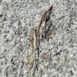 Blütenfoto Agrostis schraderiana