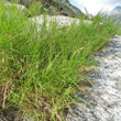 Habitusfoto Agrostis schraderiana