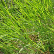 Blätterfoto Agrostis schraderiana