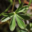 Blätterfoto Alchemilla alpina aggr.
