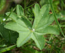 Blätterfoto Alchemilla vulgaris