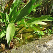 Blätterfoto Alisma lanceolatum