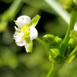 Blütenfoto Alisma plantago-aquatica