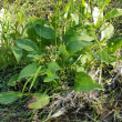 Blätterfoto Alisma plantago-aquatica