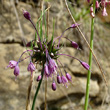 Portraitfoto Allium carinatum