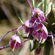 Blütenfoto Allium carinatum