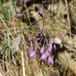 Habitusfoto Allium carinatum