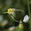 Portraitfoto Allium paradoxum