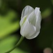 Blütenfoto Allium paradoxum
