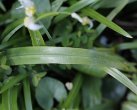 Blätterfoto Allium paradoxum