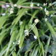 Habitusfoto Allium paradoxum