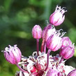 Blütenfoto Allium scorodoprasum
