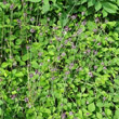 Habitusfoto Allium scorodoprasum
