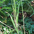 Blätterfoto Allium scorodoprasum