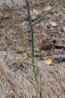 Blätterfoto Allium sphaerocephalon