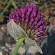 Foto Kelch Allium sphaerocephalon