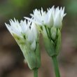 Blütenfoto Allium ursinum