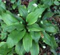Blätterfoto Allium ursinum