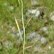Blätterfoto Alopecurus aequalis