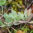 Blätterfoto Alyssum montanum