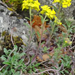 Stängel-/Stammfoto Alyssum montanum