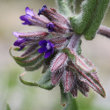 Blütenfoto Anchusa officinalis