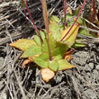 Blätterfoto Androsace maxima