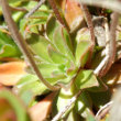 Blätterfoto Androsace obtusifolia