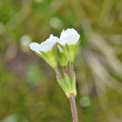 Foto Kelch Androsace obtusifolia