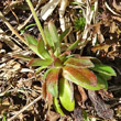 Foto von Besonderheit Androsace obtusifolia