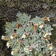 Blätterfoto Androsace vandellii